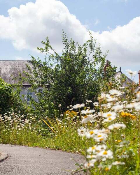 A path with ox-eye daisies and tall planting in the gardens, with a roof behind.